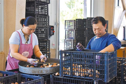和政县立足本土资源,招商引进种植企业,因地制宜发展特色食用菌种植